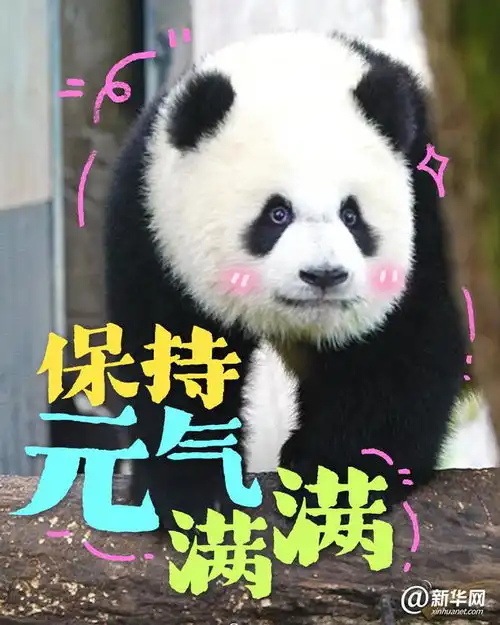 这些大熊猫是在演我开学吗 这些大熊猫是在演我开学吗