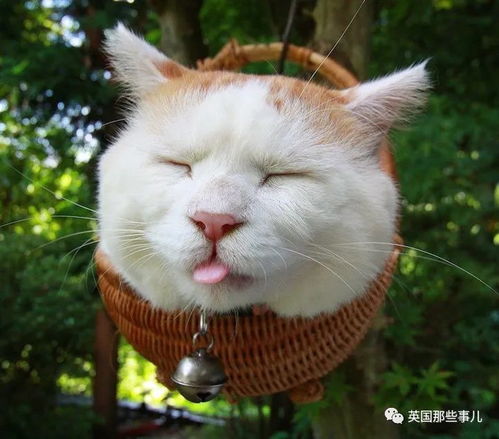  猫叔回猫星了它世无争的幸福表情,治愈了无数网友网易订阅