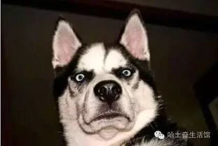 二货哈士奇的傻缺照片,笑到停不下来,简直萌化了啊