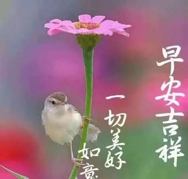 2021年非常好看的早上好问候祝福语录,免打字早安问候祝福语图片带字温馨 2021年非常好看的早上好问候祝福语录,免打字早安问候祝福语图片带字温馨