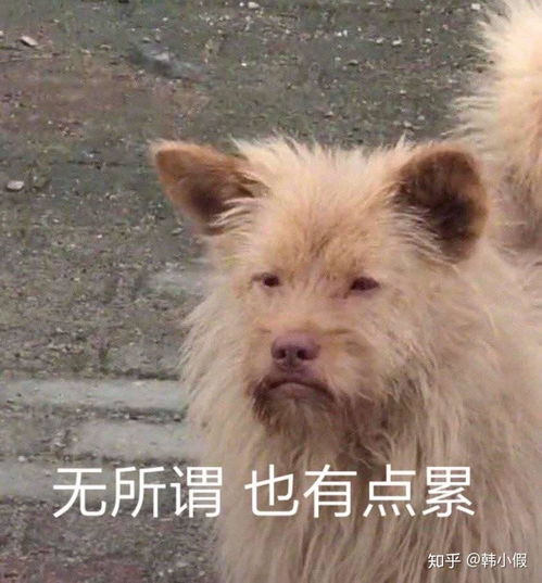  拔智齿的经验以及悲惨教训