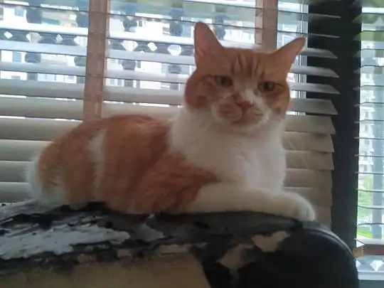 黑白肚皮猫的相册橘猫是种神奇的动物,磅爷表情包 黑白肚皮猫的相册橘猫是种神奇的动物,磅爷表情包