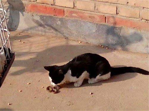 猫咪在院子里碰见一条蛇,这下可乐坏了,直接拿起玩个不停