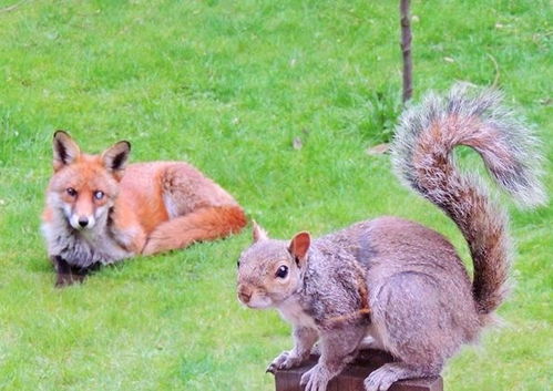 救命啊英国呆萌小松鼠被狐狸追,敲窗向人类求助 救命啊英国呆萌小松鼠被狐狸追,敲窗向人类求助