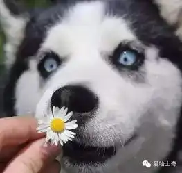 养了哈士奇,你就拥有了一个强大的表情包 养了哈士奇,你就拥有了一个强大的表情包