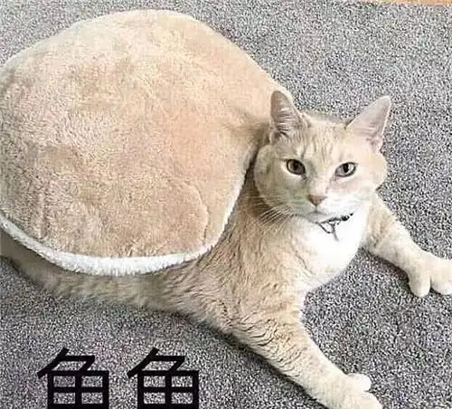 斗图表情包乌龟乌龟