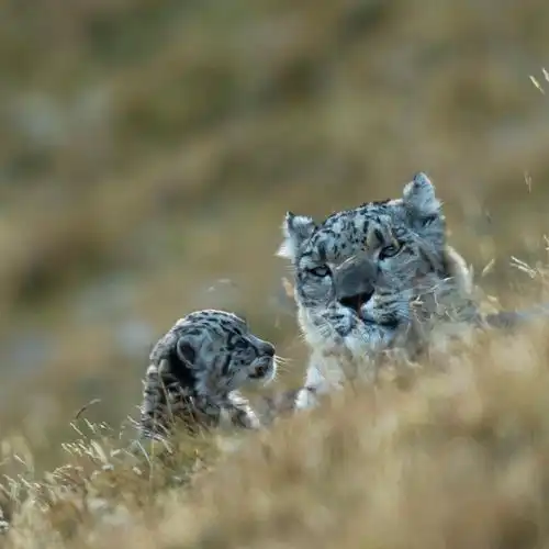 法国摄影师野外拍摄雪豹三年,定格这种稀有大猫多个美丽瞬间 法国摄影师野外拍摄雪豹三年,定格这种稀有大猫多个美丽瞬间
