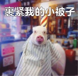  猪猪表情包合集