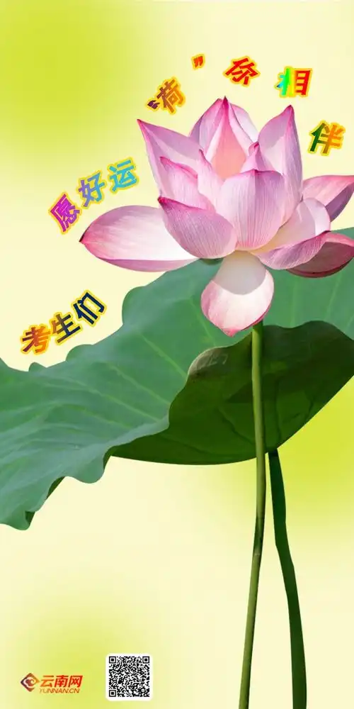 2024高考考生们,愿好运荷你相伴 2024高考考生们,愿好运荷你相伴