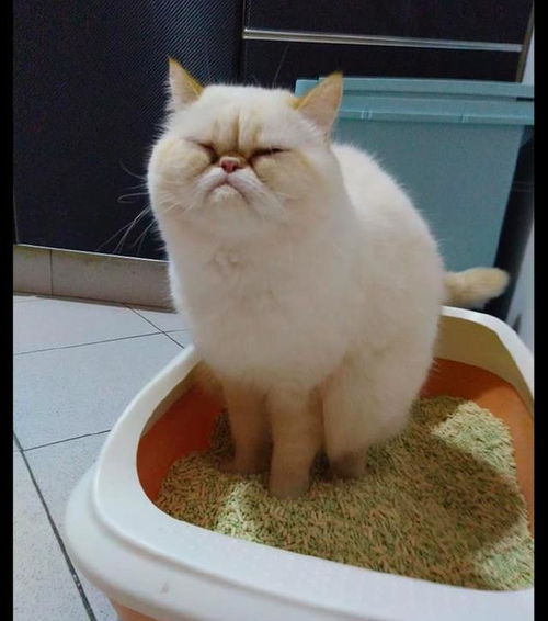  网友拍下猫咪上厕所的照片,它一副愁眉苦脸的表情,是便秘了吗