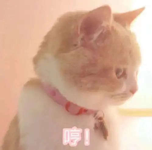  喵快起开跟本宫争宠你够格嘛