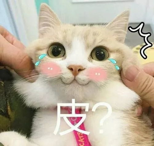  四六级怼你没商量