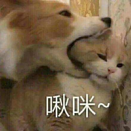  givemesomesugar不是在要糖真正意思让人害羞