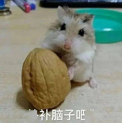  沙雕搞笑表情包不要试图和我讲道理,我就是道理