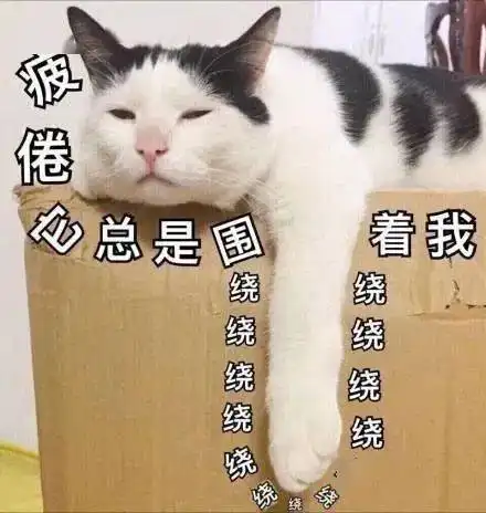 猫猫表情包大合集,一整周都不用打字啦 猫猫表情包大合集,一整周都不用打字啦