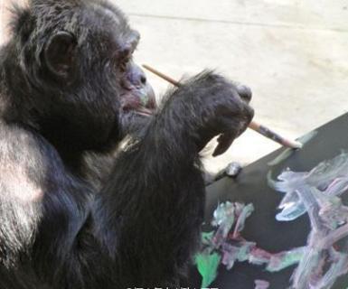  33岁的大猩猩艺术气息浓重,并深受关注,竟是受到他的影响