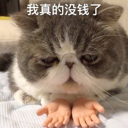  怀疑猫生表情包