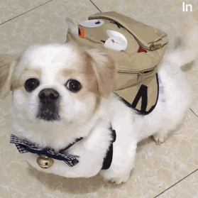 腮红鹦鹉表情包gif每日