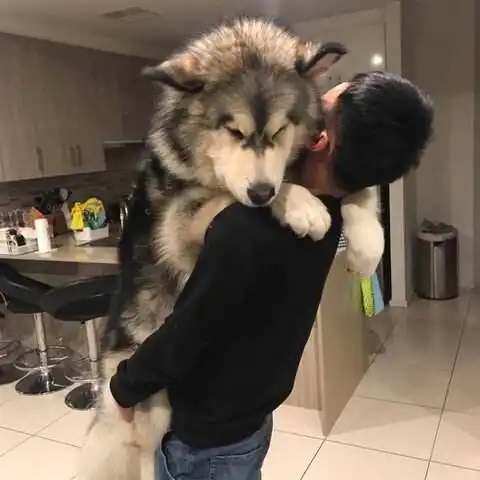 面对求抱抱的阿拉斯加,主人自己什么体重,心里没点数 面对求抱抱的阿拉斯加,主人自己什么体重,心里没点数