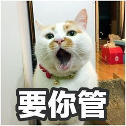  愿你在喵星永远幸福