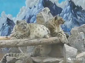 野生动物园雪豹简历6傲雪 野生动物园雪豹简历6傲雪