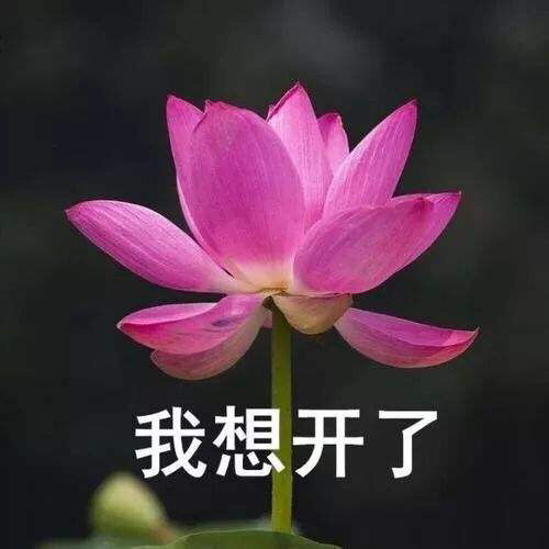 长痘痘表情包搞笑图片微