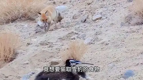 雪豹表情包赤狐