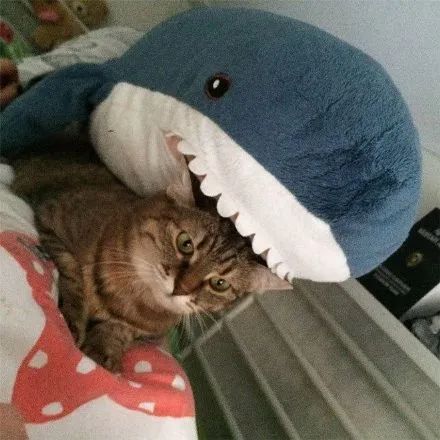  那些被鲨鲨吃掉的可爱的猫猫,太可怕了