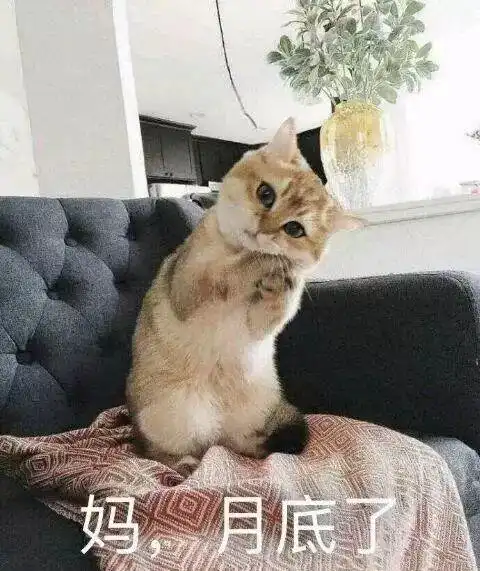 下面是一项小测试,超过20项就是一名资深猫奴了哦 下面是一项小测试,超过20项就是一名资深猫奴了哦