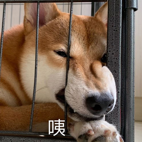  金毛边牧柯基柴犬应该养哪一个好呢