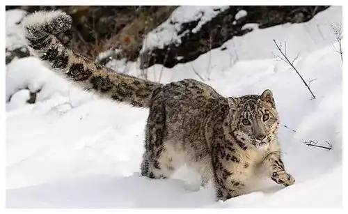 三江源发现两只雪豹谈恋爱,尾巴又长又大,睡觉时可当毛毯用 三江源发现两只雪豹谈恋爱,尾巴又长又大,睡觉时可当毛毯用