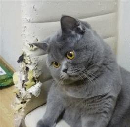  最容易背叛主人的几种猫,想它对你忠心,真的很难