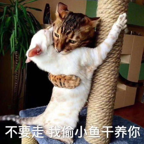  搞笑表情包世界太乱,快来我怀里,辣条分你一半吧
