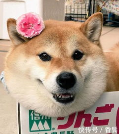  遛弯下大雨,柴犬屁股灌铅脸挤成饼再拉我,死给你看