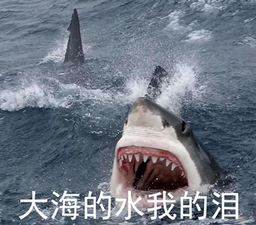 鲨鱼表情包可爱