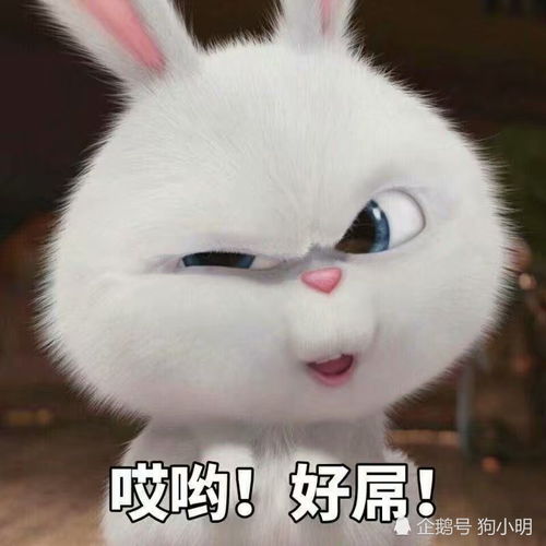  一组猛男专用可爱兔子表情包1
