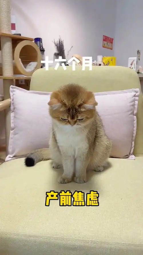 从小委屈到大的猫咪,这小表情太可爱了猫咪 从小委屈到大的猫咪,这小表情太可爱了猫咪