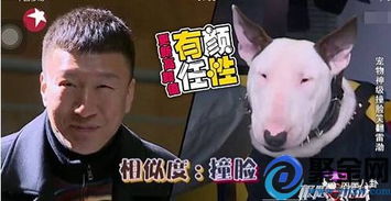  虐身更虐心提起极限挑战这四个字,明星都想哭