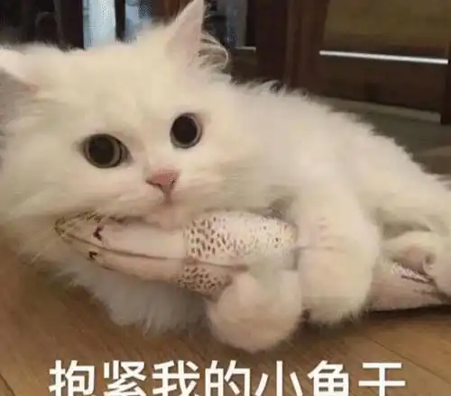 爱你呀表情包养猫