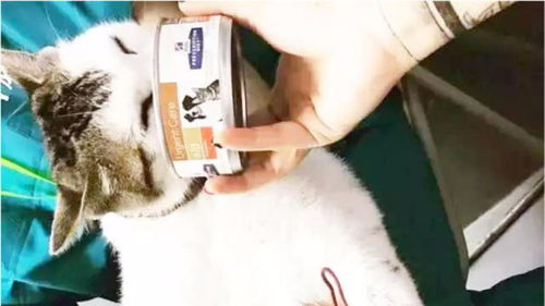  肥猫献血不配合,看到罐头后表情亮了我天天来