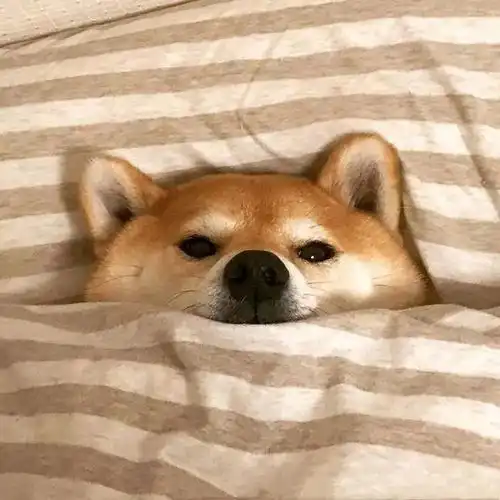 裸考是真的好冷阿 裸考是真的好冷阿