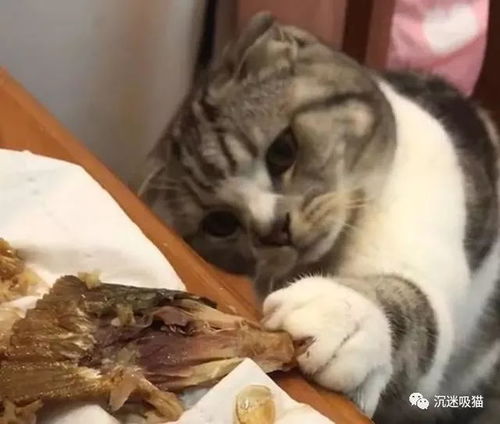  沉迷吸猫猫咪感冒禁止吃鱼,为吃上一小口,在主人面前捞鱼,也是醉了