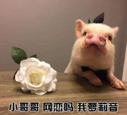  手机又出逆天功能,以后的小萝莉还敢相信吗网友我萝莉音