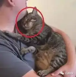 狸花猫走失一个月,回家的那一刻,猫咪的表情让人揪心 狸花猫走失一个月,回家的那一刻,猫咪的表情让人揪心