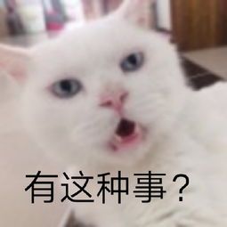 微信表情包玩法猫咪