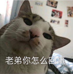  丑萌小奶猫表情包真的,骗你我就是小兔秀儿兔崽子式委屈