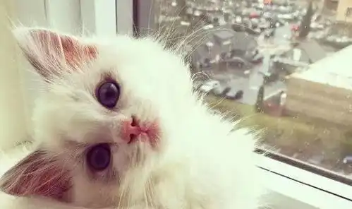 田园猫捉到只老鼠,老鼠却在地上打滚,表情太谄媚,猫哥都愣了 田园猫捉到只老鼠,老鼠却在地上打滚,表情太谄媚,猫哥都愣了