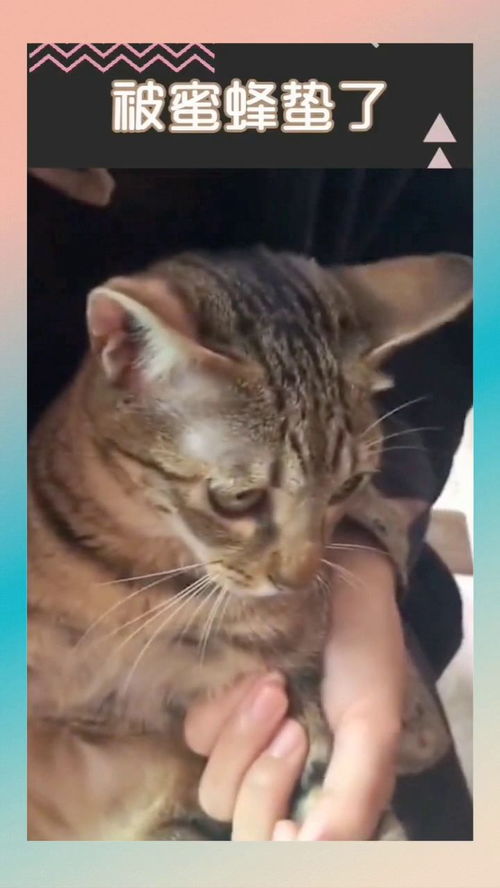  猫咪爪子被蜜蜂蜇了后,就一脸生无可恋的表情