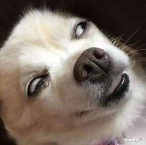 早表情包沙雕狗狗