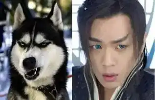 张若昀哈士奇表情包榜样